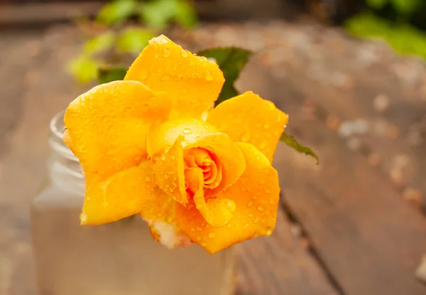 Rose Jaune Fleur Est Couverte Gouttes Eau Après Pluie — Photo