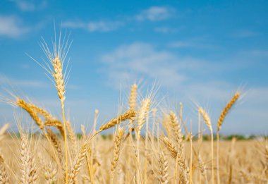 Gökyüzüne karşı tarlada buğday başakları