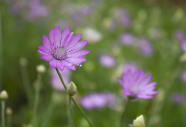 Yağmurdan sonra çiçekli çimenler
