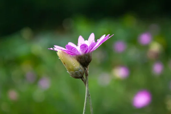 a pink flower, covered with drops of water, covers its other petals with its petals.two flowers intertwined with stems on a background of blurry flowers in a meadow