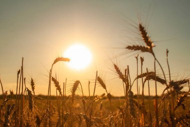 Batan güneşe karşı buğday tarlasında çiviler. Bitki siluetlerinden doğal arkaplan.