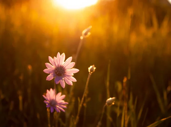 Dwa Różowe Kwiaty Pięknie Oświetlone Przez Promienie Zachodzącego Słońca — Zdjęcie stockowe