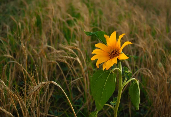 Petit Tournesol Entouré Épillets Dans Champ Blé — Photo