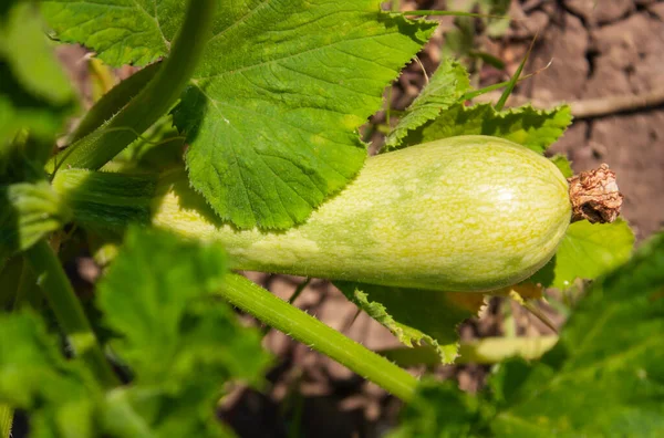 Junge Zucchini Früchte Garten — Stockfoto