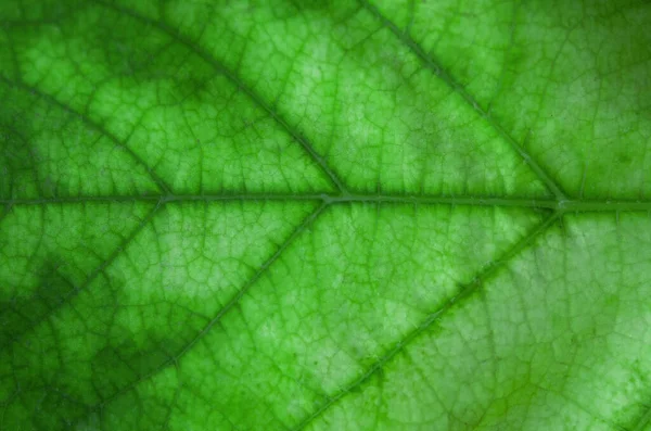 Поверхность Зеленого Листа Дерева Крупным Планом — стоковое фото