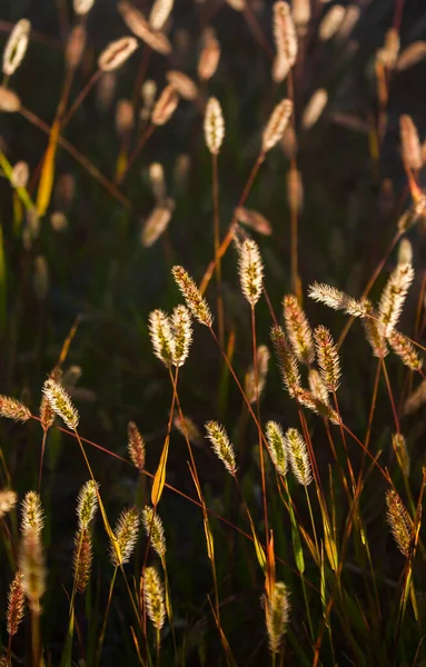 Wild Spikelets Beautifully Illuminated Sunlight — Stock Photo, Image
