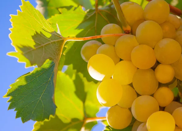 Ripe Bunch Grapes Branch — Stock Photo, Image