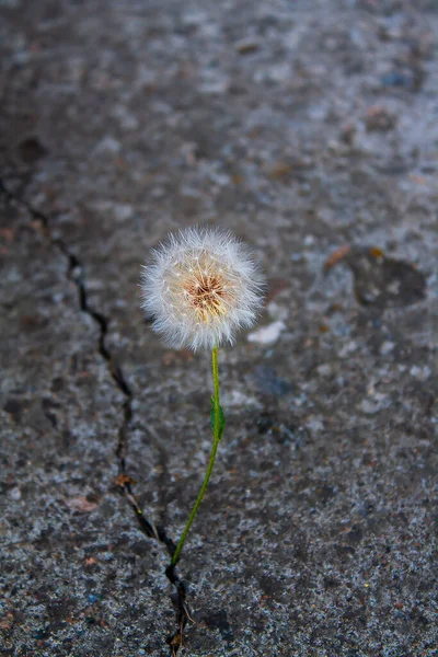 Dimly Glowing Dandelion Grows Out Crack Concrete — Stock Photo, Image