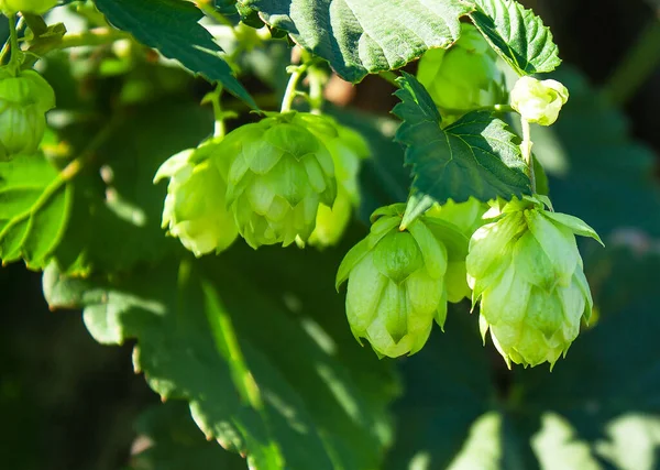 Güneşli bir günde, dalda zıplayan meyveler.