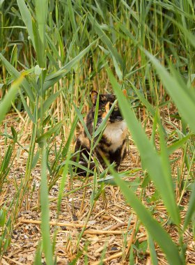Uzun çimenlerde oturan üç renkli kedi