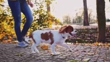 Puppy parkta bir kadınla yürüyor. Yavaş hareket, dengeli, dinamik. Tamam mı? Şövalye Kral Charles Spaniel bebek köpek güneşli günbatımının tadını çıkarıyor, koşuyor ve mutlu kızla zıplıyor. Evcil hayvan ve sahibinin aşkı.