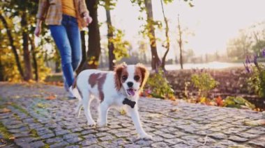 Puppy parkta bir kadınla yürüyor. Yavaş hareket, dengeli, dinamik. Tamam mı? Şövalye Kral Charles Spaniel bebek köpek güneşli günbatımının tadını çıkarıyor, koşuyor ve mutlu kızla zıplıyor. Evcil hayvan ve sahibinin aşkı.