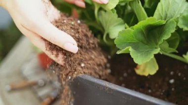 El dikme fesleğeni, günışığı arka planı. Yavaş bir hareket yap. Kadın elleri pencere, balkon, veranda ya da bahçe için saksı yapıyor. Bahçe Kapısı Kapalı, Lens Fişeği.