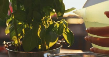 El dikme fesleğeni, günışığı arka planı. Yavaş bir hareket yap. Kadın elleri pencere, balkon, veranda ya da bahçe için saksı yapıyor. Bahçe Kapısı Kapalı, Lens Fişeği.