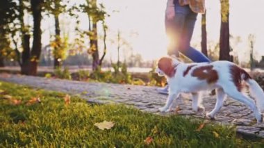 Puppy parkta bir kadınla yürüyor. Yavaş hareket, dengeli, dinamik. Tamam mı? Şövalye Kral Charles Spaniel bebek köpek güneşli günbatımının tadını çıkarıyor, koşuyor ve mutlu kızla zıplıyor. Evcil hayvan ve sahibinin aşkı.