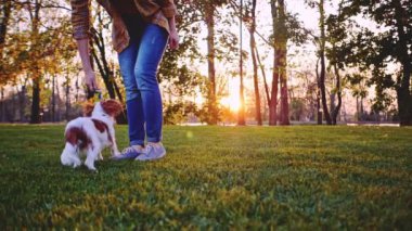 Puppy ile parkta oynayan bir kadın. Yavaş hareket, dengeli, dinamik. Tamam mı? Şövalye Kral Charles Spaniel bebek köpek güneşli günbatımının tadını çıkarıyor, koşuyor ve mutlu kızla zıplıyor. Evcil hayvan ve sahibinin aşkı.