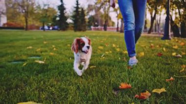 Puppy parkta bir kadınla yürüyor. Yavaş hareket, dengeli, dinamik. Tamam mı? Şövalye Kral Charles Spaniel bebek köpek güneşli günbatımının tadını çıkarıyor, koşuyor ve mutlu kızla zıplıyor. Evcil hayvan ve sahibinin aşkı.