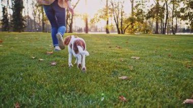 Parkta bir kadınla koştuğun için mutlu köpek yavrusu. Yavaş hareket, dengeli, dinamik. Tamam mı? Şövalye Kral Charles Spaniel bebek köpek güneşli günbatımının tadını çıkarıyor, koşuyor ve kızlarla oynuyor. Evcil hayvan ve sahibinin aşkı.