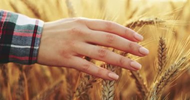 Buğday tarlasında koşan Kadın Eli 'nin yakın çekimi. Yavaş hareket et. 4K DCI. Gün doğumunda kız buğday kulaklarına dokunuyor. Güneş merceği parlıyor. İyi hasat konsepti. Sinematik sabah çekimi