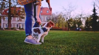 Puppy ile parkta oynayan bir kadın. Yavaş hareket, dengeli, dinamik. Tamam mı? Şövalye Kral Charles Spaniel bebek köpek güneşli günbatımının tadını çıkarıyor, koşuyor ve mutlu kızla zıplıyor. Evcil hayvan ve sahibinin aşkı.