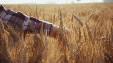 Buğday tarlasında koşan Kadın Eli 'nin yakın çekimi. Yavaş hareket et. 4K DCI. Gün doğumunda kız buğday kulaklarına dokunuyor. Güneş merceği parlıyor. İyi hasat konsepti. Sinematik sabah çekimi