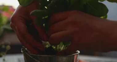 El dikme fesleğeni, günışığı arka planı. Yavaş bir hareket yap. Kadın elleri pencere, balkon, veranda ya da bahçe için saksı yapıyor. Bahçe Kapısı Kapalı, Lens Fişeği.