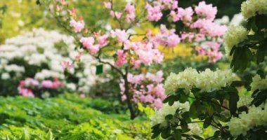 Rododendron çalıları çiçek açar. Yavaş bir hareket yap. 4K DCI çözünürlüğünde çekildi. Botanik bahçesinde çiçek açan güzel bahar çiçeklerinin sinematik çekimi. Mükemmel doğa arka planı