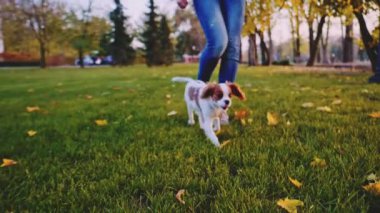 Puppy parkta bir kadınla yürüyor. Yavaş hareket, dengeli, dinamik. Tamam mı? Şövalye Kral Charles Spaniel bebek köpek güneşli günbatımının tadını çıkarıyor, koşuyor ve mutlu kızla zıplıyor. Evcil hayvan ve sahibinin aşkı.