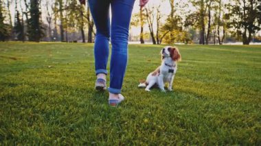 Parkta bir kadınla koştuğun için mutlu köpek yavrusu. Yavaş hareket, dengeli, dinamik. Tamam mı? Şövalye Kral Charles Spaniel bebek köpek güneşli günbatımının tadını çıkarıyor, koşuyor ve kızlarla oynuyor. Evcil hayvan ve sahibinin aşkı.
