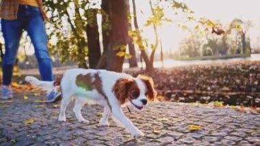 Puppy parkta bir kadınla yürüyor. Yavaş hareket, dengeli, dinamik. Tamam mı? Şövalye Kral Charles Spaniel bebek köpek güneşli günbatımının tadını çıkarıyor, koşuyor ve mutlu kızla zıplıyor. Evcil hayvan ve sahibinin aşkı.