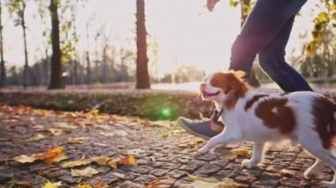 Puppy parkta bir kadınla yürüyor. Yavaş hareket, dengeli, dinamik. Tamam mı? Şövalye Kral Charles Spaniel bebek köpek güneşli günbatımının tadını çıkarıyor, koşuyor ve mutlu kızla zıplıyor. Evcil hayvan ve sahibinin aşkı.