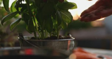 El dikme fesleğeni, günışığı arka planı. Yavaş bir hareket yap. Kadın elleri pencere, balkon, veranda ya da bahçe için saksı yapıyor. Bahçe Kapısı Kapalı, Lens Fişeği.