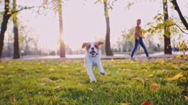 Parkta koşan mutlu şirin köpek yavrusu. Yavaş hareket, dengeli, dinamik. Tamam mı? Şövalye Kral Charles Spaniel bebek köpek güneşli günbatımının tadını çıkarıyor, koşuyor ve oynuyor. Sinematik sonbahar estetiği.