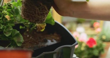 El dikme fesleğeni, günışığı arka planı. Yavaş bir hareket yap. Kadın elleri pencere, balkon, veranda ya da bahçe için saksı yapıyor. Bahçe Kapısı Kapalı, Lens Fişeği.