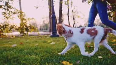 Puppy parkta bir kadınla yürüyor. Yavaş hareket, dengeli, dinamik. Tamam mı? Şövalye Kral Charles Spaniel bebek köpek güneşli günbatımının tadını çıkarıyor, koşuyor ve mutlu kızla zıplıyor. Evcil hayvan ve sahibinin aşkı.