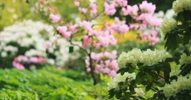 Rododendron çalıları çiçek açar. Yavaş bir hareket yap. 4K DCI çözünürlüğünde çekildi. Botanik bahçesinde çiçek açan güzel bahar çiçeklerinin sinematik çekimi. Mükemmel doğa arka planı