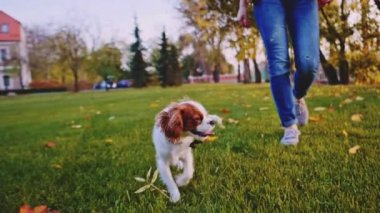 Puppy parkta bir kadınla yürüyor. Yavaş hareket, dengeli, dinamik. Tamam mı? Şövalye Kral Charles Spaniel bebek köpek güneşli günbatımının tadını çıkarıyor, koşuyor ve mutlu kızla zıplıyor. Evcil hayvan ve sahibinin aşkı.