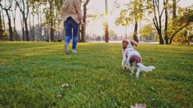 Parkta bir kadınla koştuğun için mutlu köpek yavrusu. Yavaş hareket, dengeli, dinamik. Tamam mı? Şövalye Kral Charles Spaniel bebek köpek güneşli günbatımının tadını çıkarıyor, koşuyor ve kızlarla oynuyor. Evcil hayvan ve sahibinin aşkı.