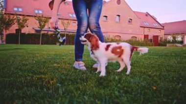 Puppy ile parkta oynayan bir kadın. Yavaş hareket, dengeli, dinamik. Tamam mı? Şövalye Kral Charles Spaniel bebek köpek güneşli günbatımının tadını çıkarıyor, koşuyor ve mutlu kızla zıplıyor. Evcil hayvan ve sahibinin aşkı.