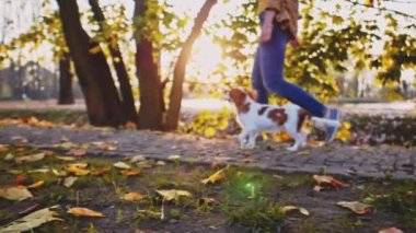 Puppy parkta bir kadınla yürüyor. Yavaş hareket, dengeli, dinamik. Tamam mı? Şövalye Kral Charles Spaniel bebek köpek güneşli günbatımının tadını çıkarıyor, koşuyor ve mutlu kızla zıplıyor. Evcil hayvan ve sahibinin aşkı.