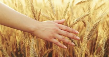 Buğday tarlasında koşan Kadın Eli 'nin yakın çekimi. Yavaş hareket et. 4K DCI. Gün doğumunda kız buğday kulaklarına dokunuyor. Güneş merceği parlıyor. İyi hasat konsepti. Sinematik sabah çekimi