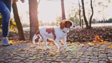 Puppy parkta bir kadınla yürüyor. Yavaş hareket, dengeli, dinamik. Tamam mı? Şövalye Kral Charles Spaniel bebek köpek güneşli günbatımının tadını çıkarıyor, koşuyor ve mutlu kızla zıplıyor. Evcil hayvan ve sahibinin aşkı.