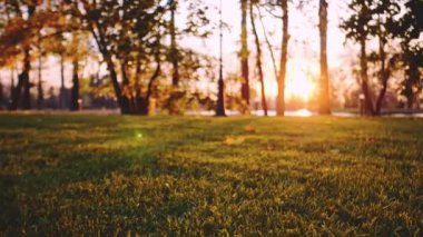 Dinamik sonbahar geçmişi, Park 'ta ya da Bahçede. Yavaş hareket ediyor, stabil hale getirildi. Sarı yapraklar ve günbatımı ışıklarıyla çimlerin üzerinde uçan kamera. Sinematik sonbahar estetiği, açık havada. Sıcak ve havadar.