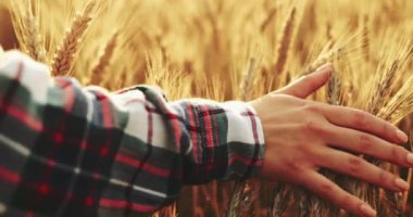 Buğday tarlasında koşan Kadın Eli 'nin yakın çekimi. Yavaş hareket et. 4K DCI. Gün doğumunda kız buğday kulaklarına dokunuyor. Güneş merceği parlıyor. İyi hasat konsepti. Sinematik sabah çekimi