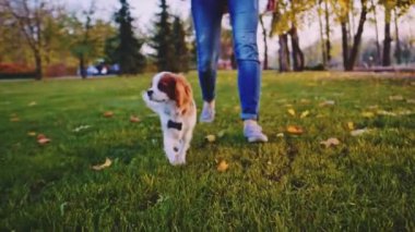 Puppy parkta bir kadınla yürüyor. Yavaş hareket, dengeli, dinamik. Tamam mı? Şövalye Kral Charles Spaniel bebek köpek güneşli günbatımının tadını çıkarıyor, koşuyor ve mutlu kızla zıplıyor. Evcil hayvan ve sahibinin aşkı.