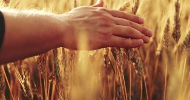 Man 's Hand' in buğday tarlasında koşan yakın çekimi, dolly shot. Yavaş hareket et. 4K DCI. Genç çiftçi gün doğumunda buğday kulaklarına dokunuyor. Güneş merceği parlıyor. İyi hasat konsepti. Sinematik sabah çekimi