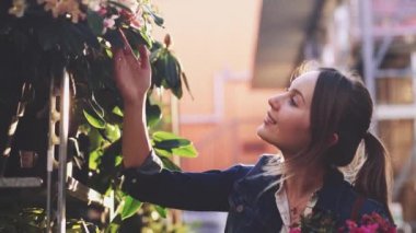 Sunlit Garden Shop 'tan çiçek alan kadın. 4 bin. Çiçekli sera pazarında dekoratif bitkiler için alışveriş yapan genç bir kadın. Ev ve Bahçe kavramı.