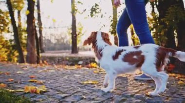 Puppy parkta bir kadınla yürüyor. Yavaş hareket, dengeli, dinamik. Tamam mı? Şövalye Kral Charles Spaniel bebek köpek güneşli günbatımının tadını çıkarıyor, koşuyor ve mutlu kızla zıplıyor. Evcil hayvan ve sahibinin aşkı.
