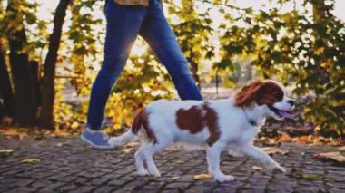 Puppy parkta bir kadınla yürüyor. Yavaş hareket, dengeli, dinamik. Tamam mı? Şövalye Kral Charles Spaniel bebek köpek güneşli günbatımının tadını çıkarıyor, koşuyor ve mutlu kızla zıplıyor. Evcil hayvan ve sahibinin aşkı.