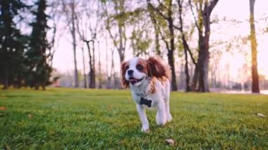 Parkta koşan mutlu şirin köpek yavrusu. Yavaş hareket, dengeli, dinamik. Tamam mı? Şövalye Kral Charles Spaniel bebek köpek güneşli günbatımının tadını çıkarıyor, koşuyor ve oynuyor. Sinematik sonbahar estetiği.